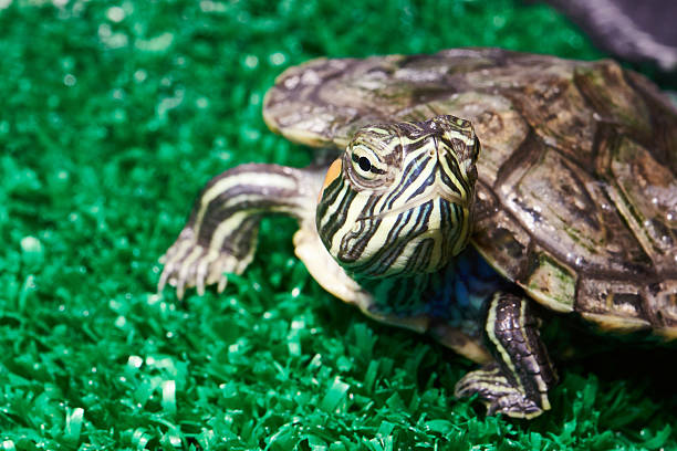 Small red-ear turtle in terrarium Small red-ear turtle in terrarium close-up artifical grass stock pictures, royalty-free photos & images