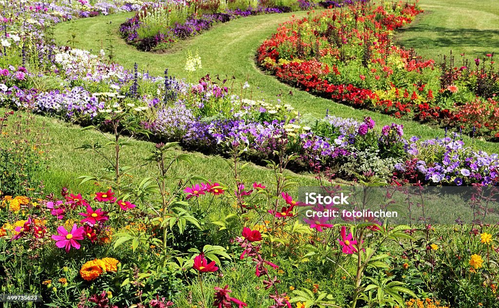 Sommer flower garden - Lizenzfrei Aster Stock-Foto