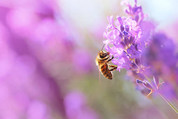 abeille sur la lavande - purple single flower flower photography photos et images de collection