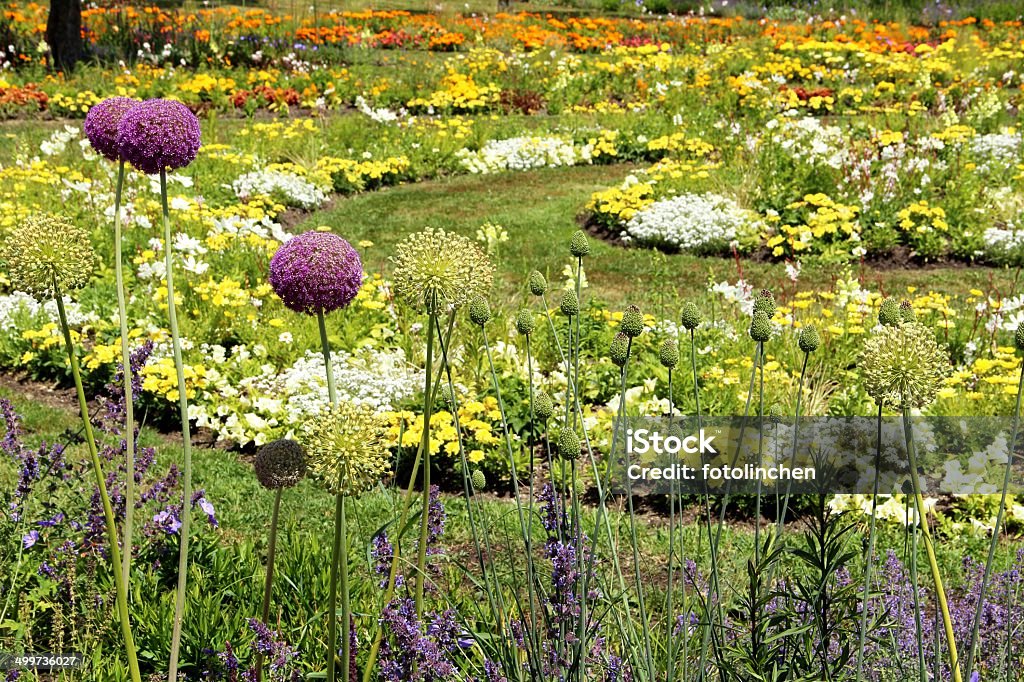 Sommer flower garden - Lizenzfrei Aufrechte Studentenblume Stock-Foto