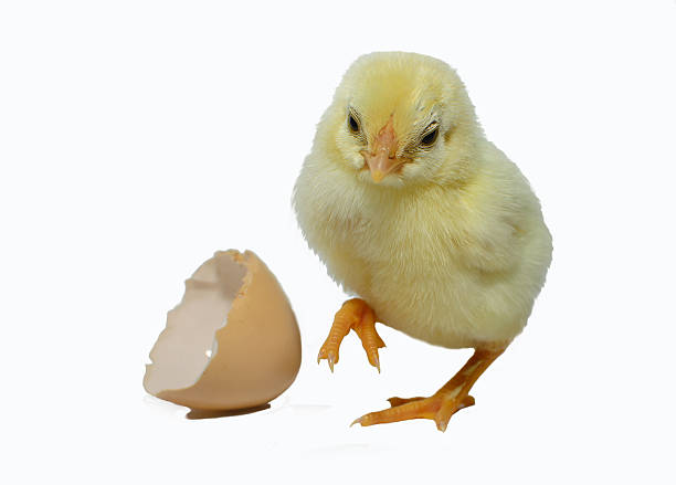 istock Cute little chicken and egg shell isolated on white background 499736213