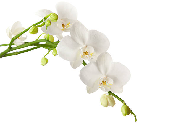 white orchid white orchid isolated on white background orchid stock pictures, royalty-free photos & images