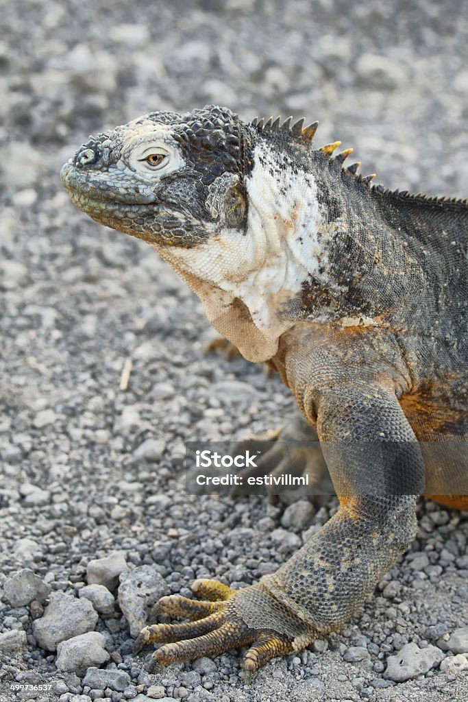 Wild land iguana Wild land iguana in South Plazas island, Galapagos, Ecuador Animal Stock Photo