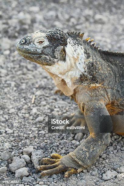 Wild Land Iguana Stock Photo - Download Image Now - Animal, Animal Wildlife, Animals In The Wild
