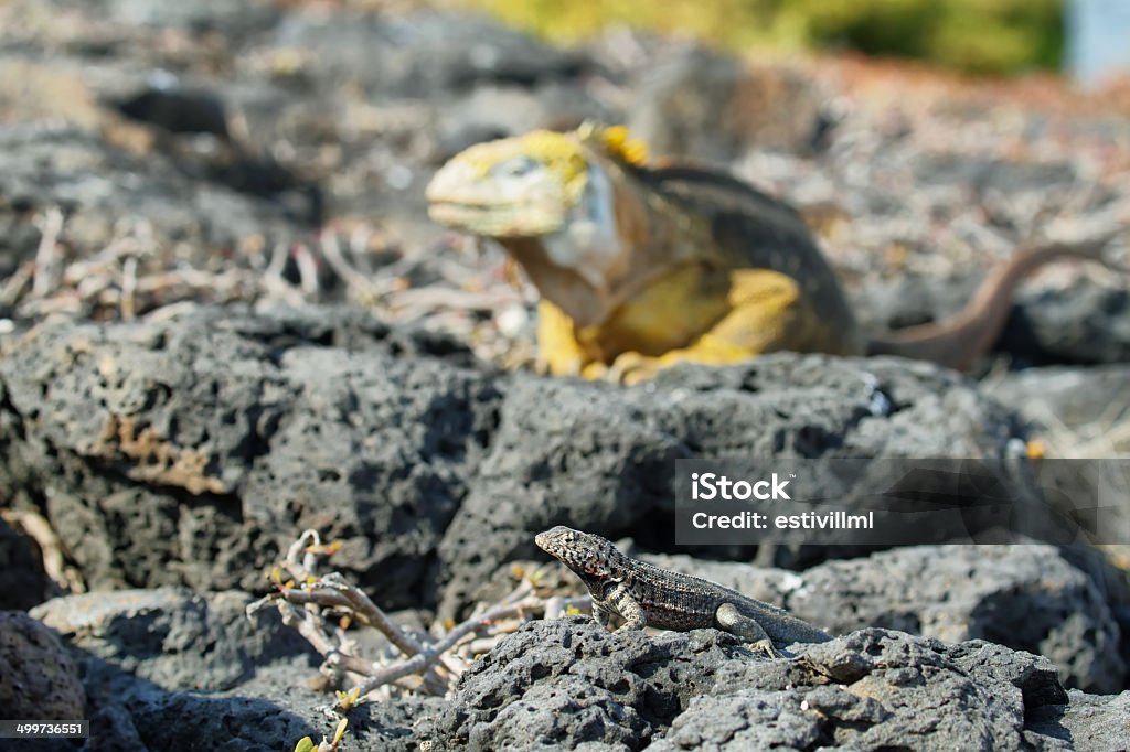 Dziki land iguana - Zbiór zdjęć royalty-free (Ameryka)