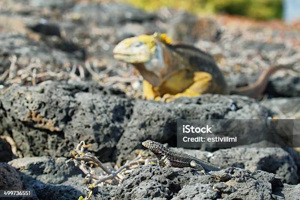 Dziki Land Iguana - zdjęcia stockowe i więcej obrazów Ameryka - Ameryka, Antropomorficzna twarz, Badania