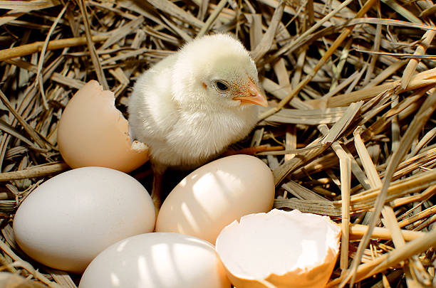 istock beautiful little chicken, eggs and eggshell in nest 499737041