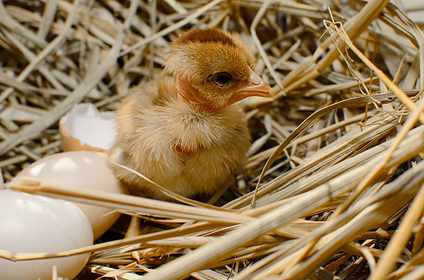 istock beautiful little chicken, eggs and eggshell in nest 499738053