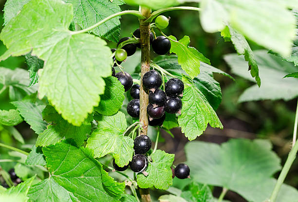 istock bush of black currant in a garden 499738437