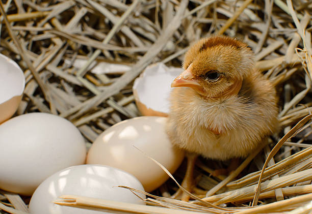 istock beautiful little chicken, eggs and eggshell in nest 499739297