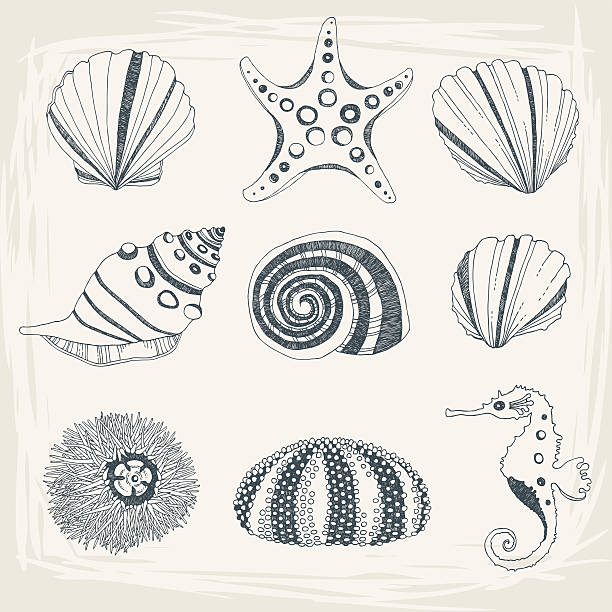 Set of Seashells vector art illustration