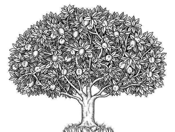 Apple tree vector art illustration