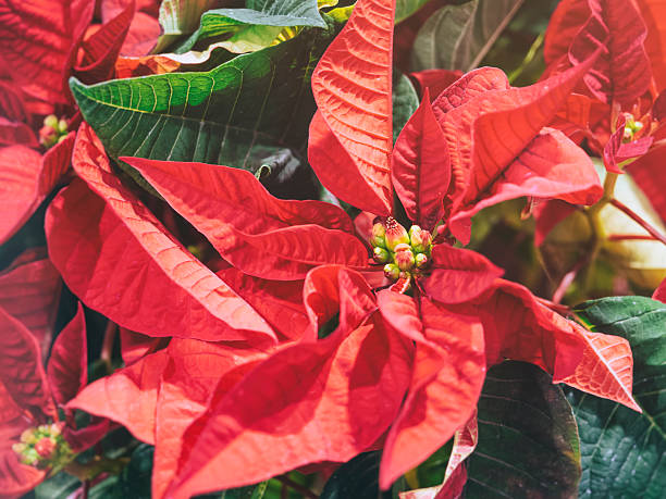 istock Christmas Flower Red poinsettia decoration element 499740748