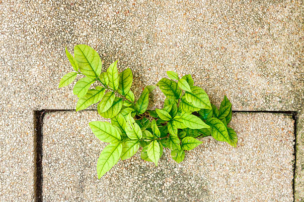 istock Little tree grown on the pebble floor. 499740876
