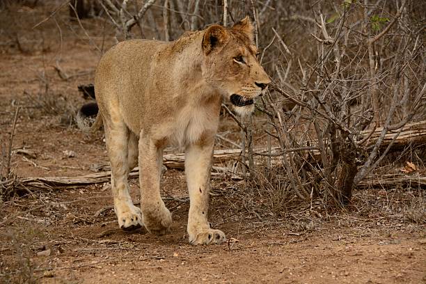 istock African lioness stalking prey 499741462