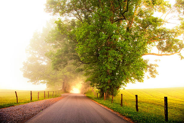 in der leichten - great smoky mountains great smoky mountains national park mountain fog stock-fotos und bilder