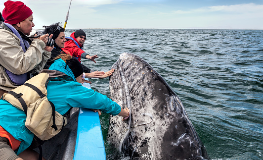 Personas touching de una ballena photo
