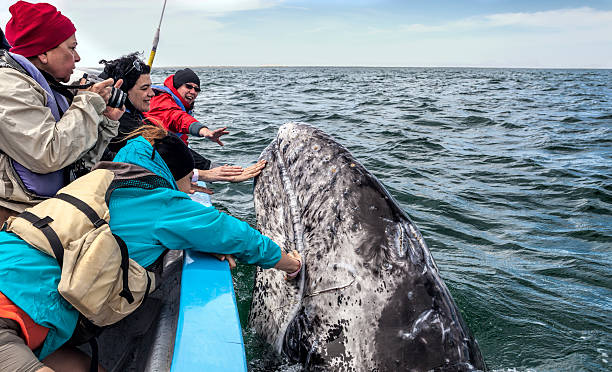 People touching a whale Three women are touching a Gray Whale calf, who is surfacing very close to the boat used by them during a whale watching expedition in the waters of San Ignacio Lagoon, Baja California Sur, Mexico, while another woman is going to photograph the scene. gray whale stock pictures, royalty-free photos & images