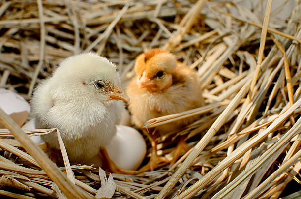 istock beautiful little chicken, eggs and eggshell in nest 499742031