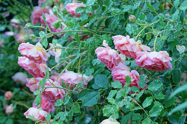 istock English roses and raindrops 499742146
