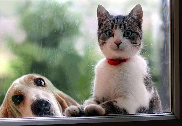 istock Cat and dog looking through the window 499742268