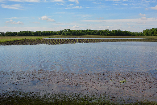 Farm field flooding in the low areas