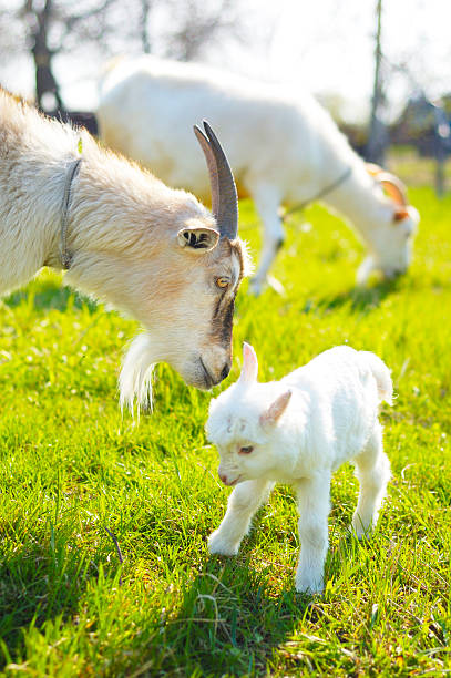 istock two goats and baby goat 499742343