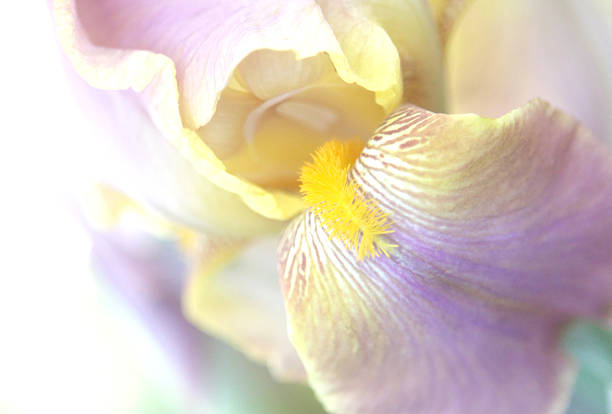 istock Blooming Purple Iris flower Macro Shot 499742365