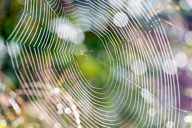 Spider Building Web A spider building a web broad catch stock pictures, royalty-free photos & images