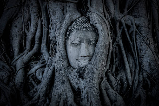 buddha kopf in ayutthaya - thailand asia famous place stone stock-fotos und bilder