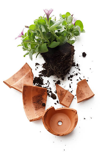 istock Gardening: Flower in Plant Pot Broken 499745210