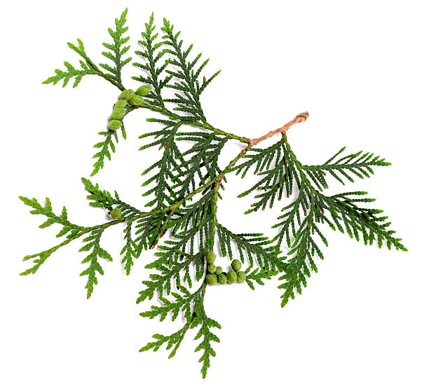 istock Twig of thuja with green cones 499745656