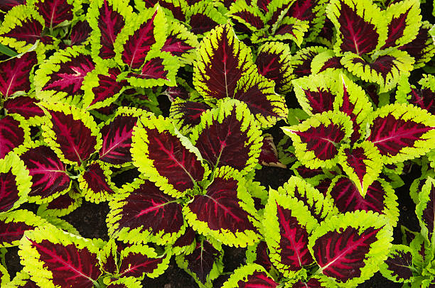 Striking green and red foliage The striking green and red foliage of Coleus 'Watermelon' Solenostemon - photographed in the Winter Gardens, Duthie Park, Aberdeen, Scotland. coleus photos stock pictures, royalty-free photos & images