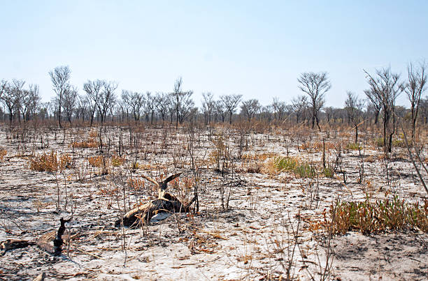 Burnt shrub land in Namibia