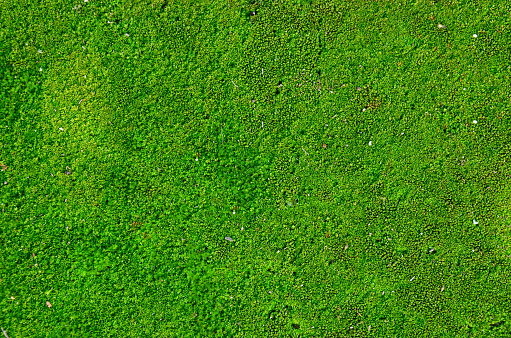 Ice and bubbles on mossy rock in stream, early spring