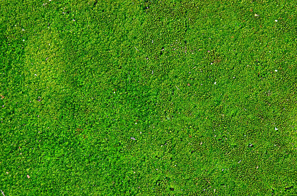 Moss plant background stock photo