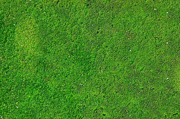 Photo of Moss plant background