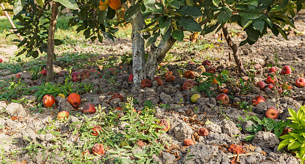 Apples fallen from the apple to the ground