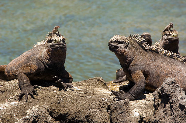 istock Marine iguanas and lizards, Galapagos Islands 499752172