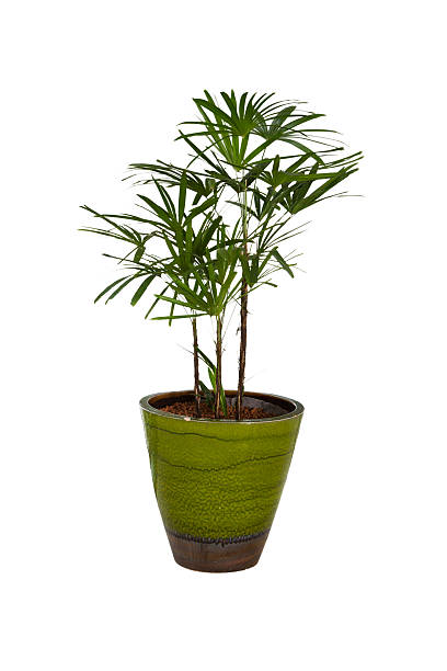 istock Plant in a flower pot 499754230