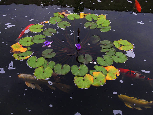 Displacement of aquatic fauna and aquatic plants in hawaiian garden 