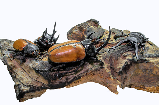 close-up photo of big stag-beetle