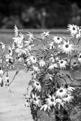 Spring Flowers