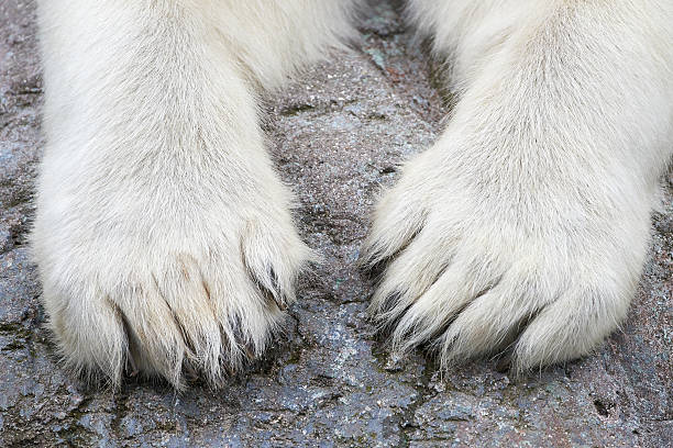 istock Paws of the Polar Bear (Ursus maritimus) 499757109