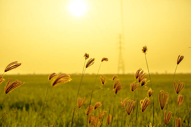 istock Flowering grasses waving under the twilight time 499758023
