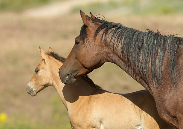 istock Colt in mothers shadow. 499758227