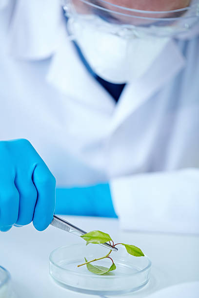 istock Exploration of green plant 499758677