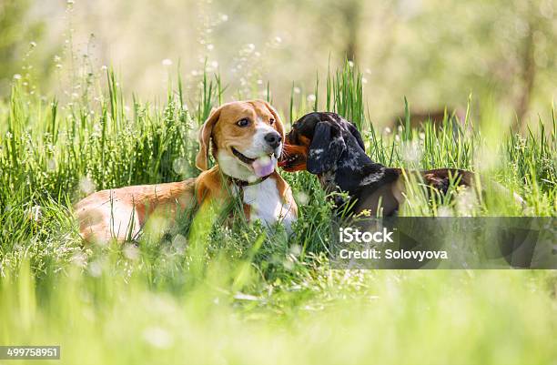 Two Purebred Dogs Lying Together On Green Lawn Stock Photo - Download Image Now - Beagle, Dachshund, Activity