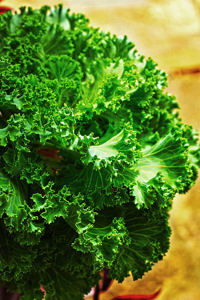 istock Close up of decorative cabbage 499760051