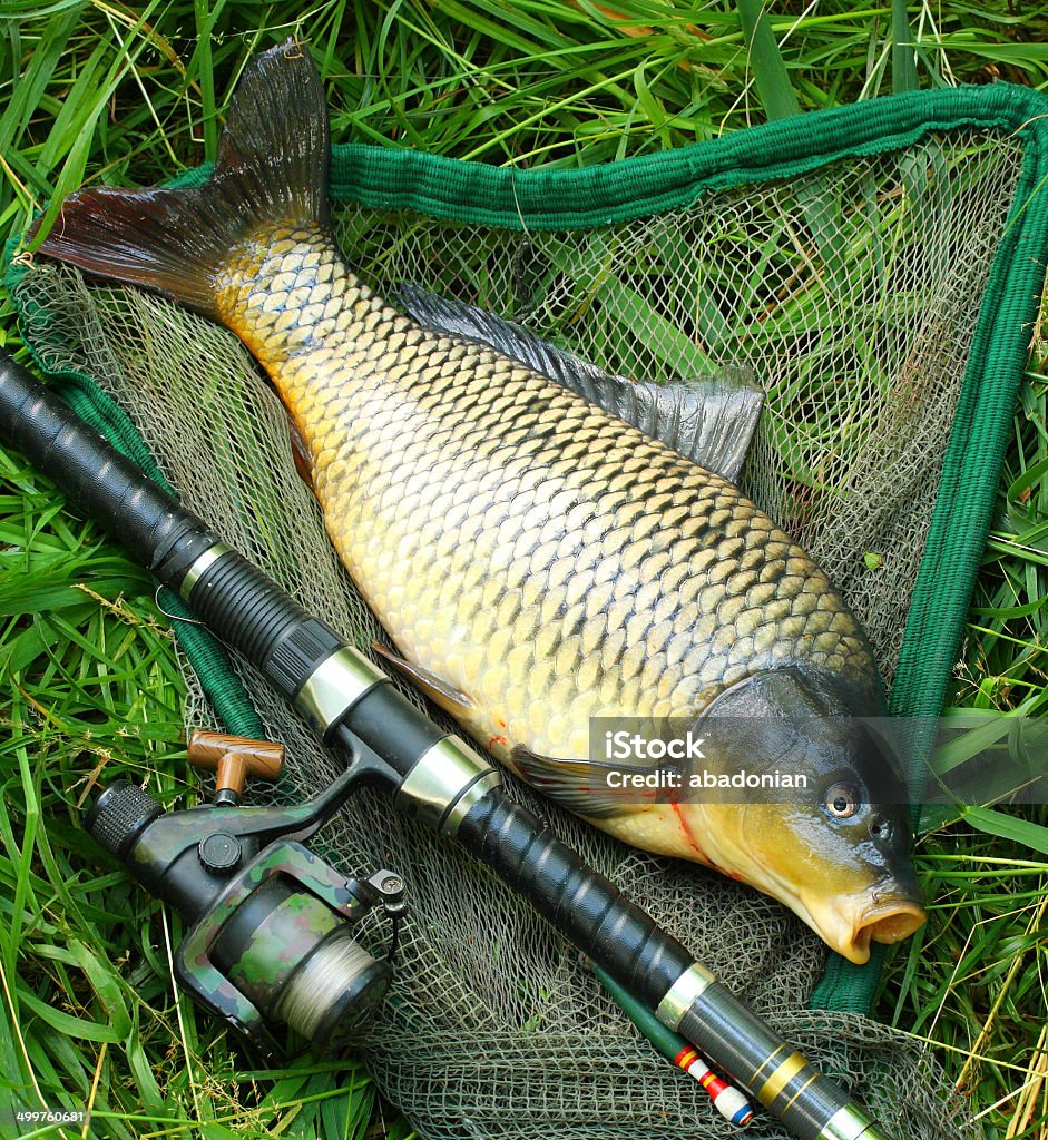 Carpa comum (Cyprinus Carpio). - Royalty-free Alimentação Saudável Foto de stock